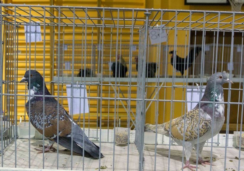 Grafika 1: NOWOWIEJSKI WIRTUALNY POKAZ GOŁĘBI RASOWYCH i DROBIU RASOWEGO 2022