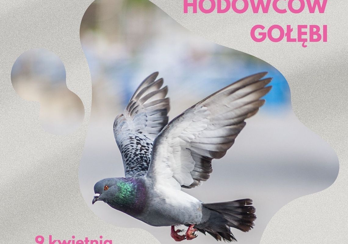 Grafika 1: Wystawa fotografii hodowców gołębi