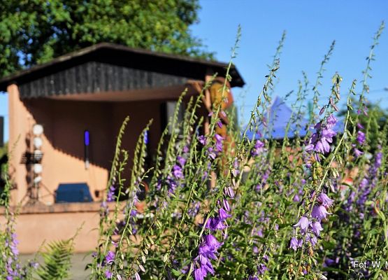 Grafika 8: Festyn pod "Strusiem"