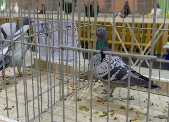 Grafika 1: III NOWOWIEJSKI POKAZ GOŁĘBII RASOWYCH I DROBIU RASOWEGO - RELACJA