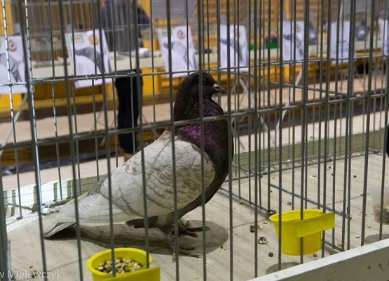 Grafika 2: III NOWOWIEJSKI POKAZ GOŁĘBII RASOWYCH I DROBIU RASOWEGO - RELACJA
