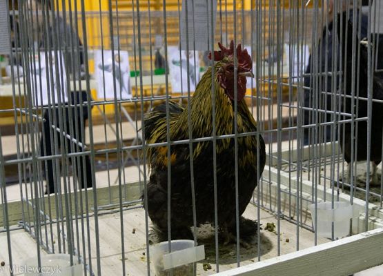 Grafika 3: III NOWOWIEJSKI POKAZ GOŁĘBII RASOWYCH I DROBIU RASOWEGO - RELACJA