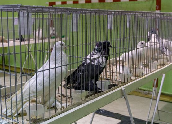 Grafika 4: III NOWOWIEJSKI POKAZ GOŁĘBII RASOWYCH I DROBIU RASOWEGO - RELACJA