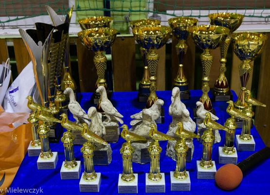 Grafika 5: III NOWOWIEJSKI POKAZ GOŁĘBII RASOWYCH I DROBIU RASOWEGO - RELACJA