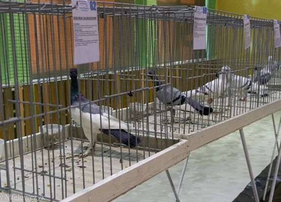 Grafika 6: III NOWOWIEJSKI POKAZ GOŁĘBII RASOWYCH I DROBIU RASOWEGO - RELACJA