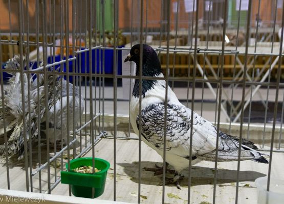 Grafika 7: III NOWOWIEJSKI POKAZ GOŁĘBII RASOWYCH I DROBIU RASOWEGO - RELACJA