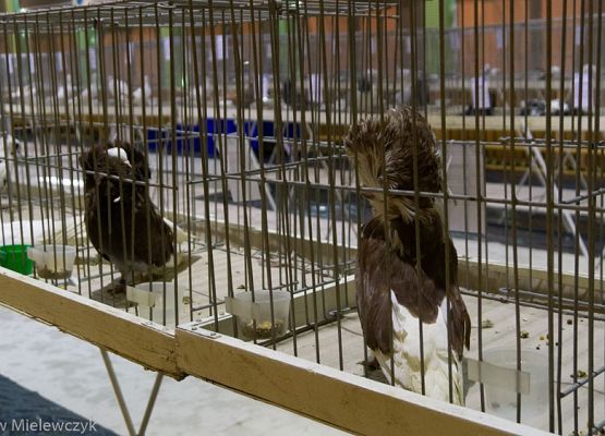 Grafika 9: III NOWOWIEJSKI POKAZ GOŁĘBII RASOWYCH I DROBIU RASOWEGO - RELACJA