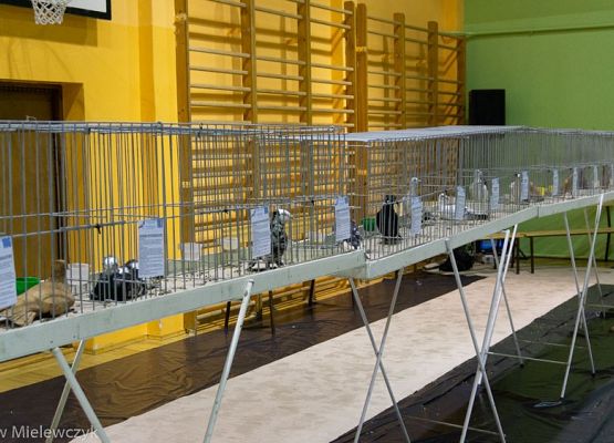 Grafika 10: III NOWOWIEJSKI POKAZ GOŁĘBII RASOWYCH I DROBIU RASOWEGO - RELACJA