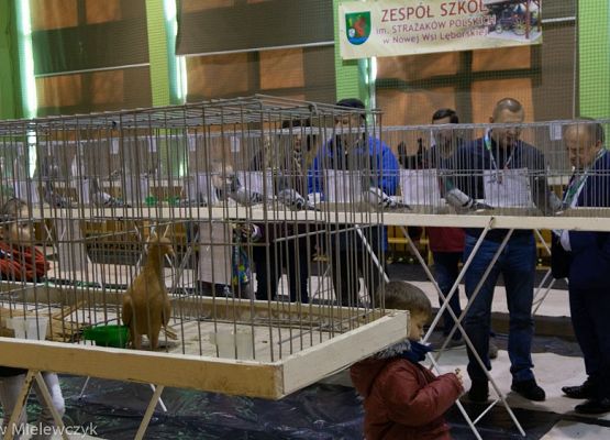 Grafika 11: III NOWOWIEJSKI POKAZ GOŁĘBII RASOWYCH I DROBIU RASOWEGO - RELACJA