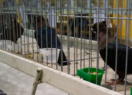 Grafika 22: III NOWOWIEJSKI POKAZ GOŁĘBII RASOWYCH I DROBIU RASOWEGO - RELACJA