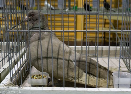 Grafika 23: III NOWOWIEJSKI POKAZ GOŁĘBII RASOWYCH I DROBIU RASOWEGO - RELACJA