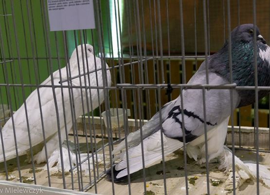 Grafika 24: III NOWOWIEJSKI POKAZ GOŁĘBII RASOWYCH I DROBIU RASOWEGO - RELACJA