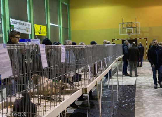 Grafika 25: III NOWOWIEJSKI POKAZ GOŁĘBII RASOWYCH I DROBIU RASOWEGO - RELACJA