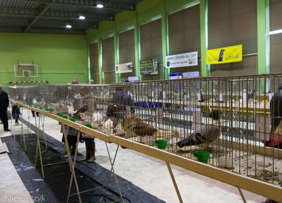 Grafika 27: III NOWOWIEJSKI POKAZ GOŁĘBII RASOWYCH I DROBIU RASOWEGO - RELACJA