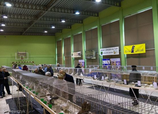 Grafika 28: III NOWOWIEJSKI POKAZ GOŁĘBII RASOWYCH I DROBIU RASOWEGO - RELACJA