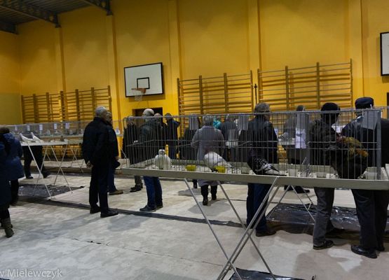 Grafika 29: III NOWOWIEJSKI POKAZ GOŁĘBII RASOWYCH I DROBIU RASOWEGO - RELACJA