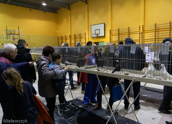 Grafika 30: III NOWOWIEJSKI POKAZ GOŁĘBII RASOWYCH I DROBIU RASOWEGO - RELACJA