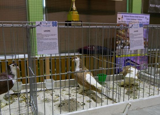 Grafika 41: III NOWOWIEJSKI POKAZ GOŁĘBII RASOWYCH I DROBIU RASOWEGO - RELACJA