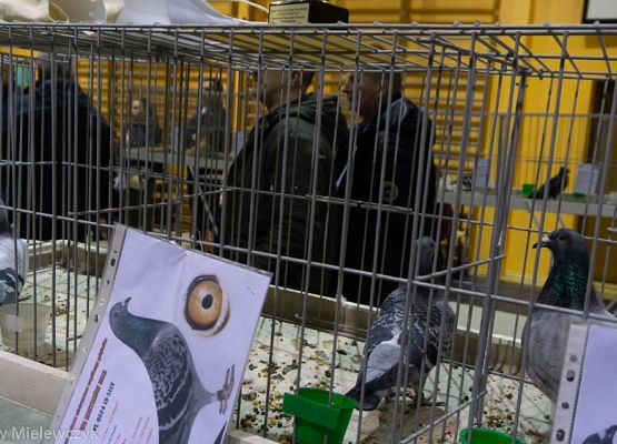 Grafika 42: III NOWOWIEJSKI POKAZ GOŁĘBII RASOWYCH I DROBIU RASOWEGO - RELACJA