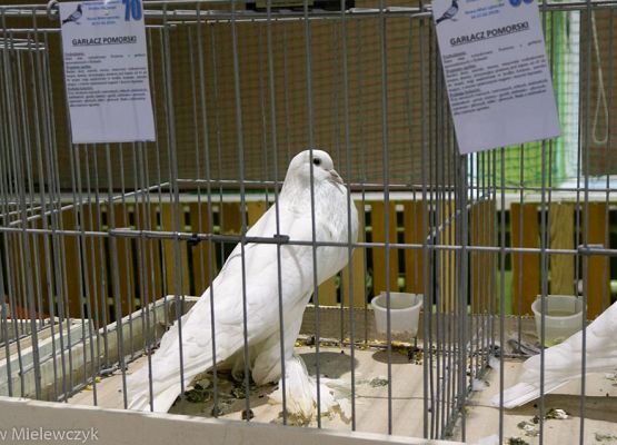 Grafika 44: III NOWOWIEJSKI POKAZ GOŁĘBII RASOWYCH I DROBIU RASOWEGO - RELACJA