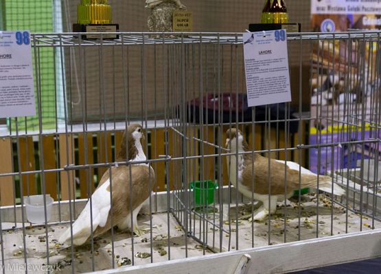 Grafika 45: III NOWOWIEJSKI POKAZ GOŁĘBII RASOWYCH I DROBIU RASOWEGO - RELACJA