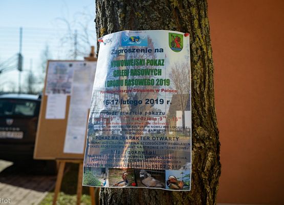 Grafika 1: III NOWOWIEJSKI POKAZ GOŁĘBII RASOWYCH I DROBIU RASOWEGO - FOTORELACJA WIFOT