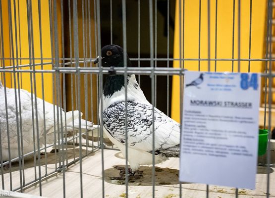 Grafika 2: III NOWOWIEJSKI POKAZ GOŁĘBII RASOWYCH I DROBIU RASOWEGO - FOTORELACJA WIFOT