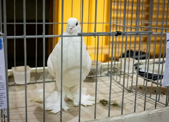 Grafika 4: III NOWOWIEJSKI POKAZ GOŁĘBII RASOWYCH I DROBIU RASOWEGO - FOTORELACJA WIFOT