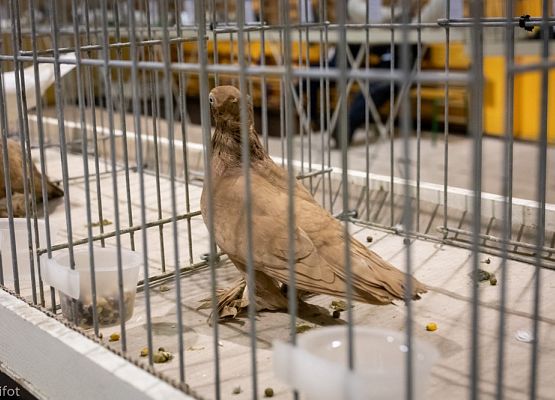 Grafika 5: III NOWOWIEJSKI POKAZ GOŁĘBII RASOWYCH I DROBIU RASOWEGO - FOTORELACJA WIFOT