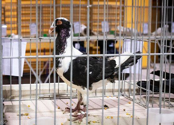 Grafika 6: III NOWOWIEJSKI POKAZ GOŁĘBII RASOWYCH I DROBIU RASOWEGO - FOTORELACJA WIFOT