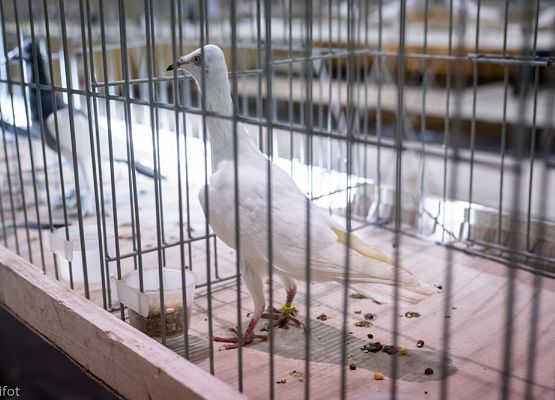 Grafika 9: III NOWOWIEJSKI POKAZ GOŁĘBII RASOWYCH I DROBIU RASOWEGO - FOTORELACJA WIFOT