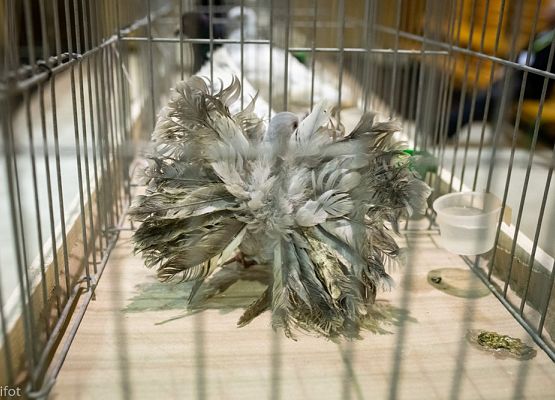 Grafika 10: III NOWOWIEJSKI POKAZ GOŁĘBII RASOWYCH I DROBIU RASOWEGO - FOTORELACJA WIFOT