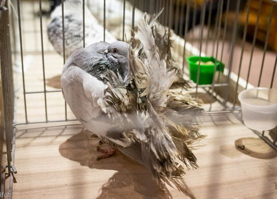 Grafika 12: III NOWOWIEJSKI POKAZ GOŁĘBII RASOWYCH I DROBIU RASOWEGO - FOTORELACJA WIFOT