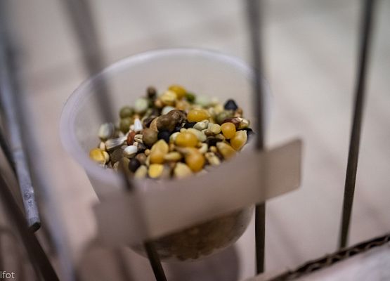 Grafika 17: III NOWOWIEJSKI POKAZ GOŁĘBII RASOWYCH I DROBIU RASOWEGO - FOTORELACJA WIFOT