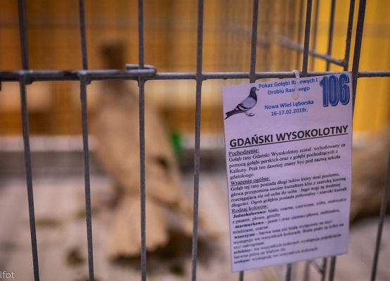 Grafika 18: III NOWOWIEJSKI POKAZ GOŁĘBII RASOWYCH I DROBIU RASOWEGO - FOTORELACJA WIFOT
