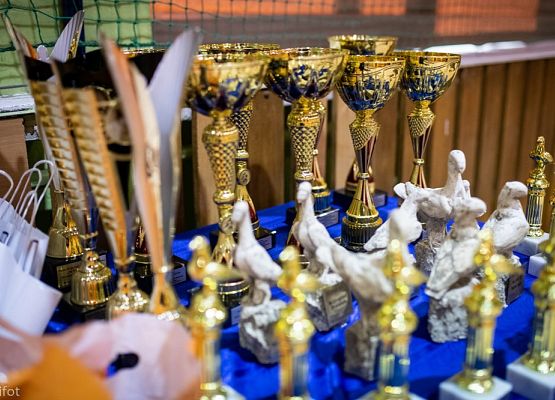 Grafika 21: III NOWOWIEJSKI POKAZ GOŁĘBII RASOWYCH I DROBIU RASOWEGO - FOTORELACJA WIFOT