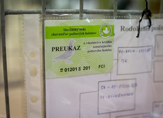 Grafika 30: III NOWOWIEJSKI POKAZ GOŁĘBII RASOWYCH I DROBIU RASOWEGO - FOTORELACJA WIFOT