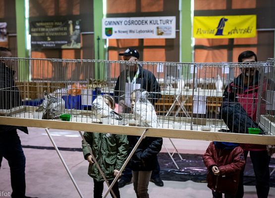 Grafika 31: III NOWOWIEJSKI POKAZ GOŁĘBII RASOWYCH I DROBIU RASOWEGO - FOTORELACJA WIFOT