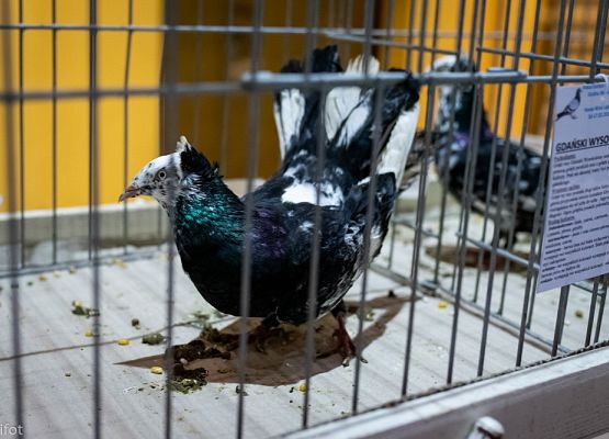 Grafika 36: III NOWOWIEJSKI POKAZ GOŁĘBII RASOWYCH I DROBIU RASOWEGO - FOTORELACJA WIFOT