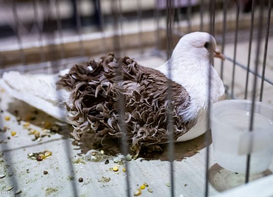 Grafika 37: III NOWOWIEJSKI POKAZ GOŁĘBII RASOWYCH I DROBIU RASOWEGO - FOTORELACJA WIFOT