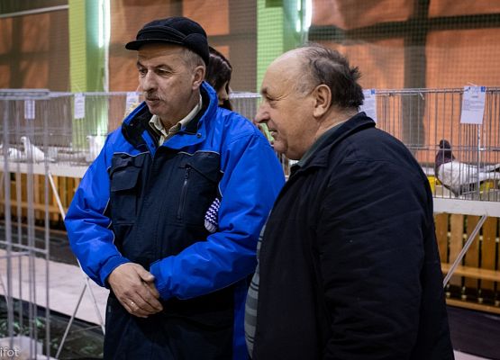 Grafika 41: III NOWOWIEJSKI POKAZ GOŁĘBII RASOWYCH I DROBIU RASOWEGO - FOTORELACJA WIFOT