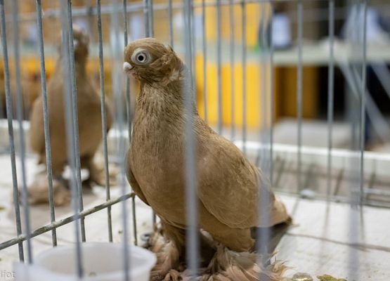 Grafika 69: III NOWOWIEJSKI POKAZ GOŁĘBII RASOWYCH I DROBIU RASOWEGO - FOTORELACJA WIFOT