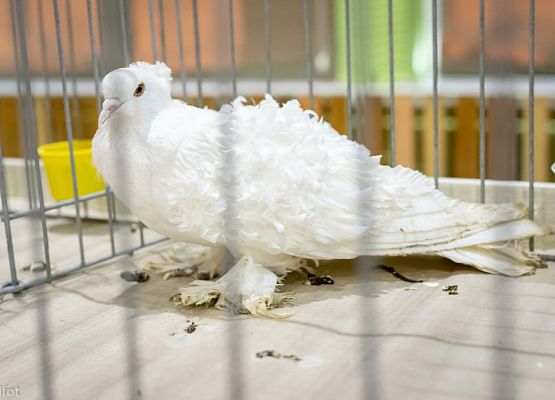 Grafika 70: III NOWOWIEJSKI POKAZ GOŁĘBII RASOWYCH I DROBIU RASOWEGO - FOTORELACJA WIFOT