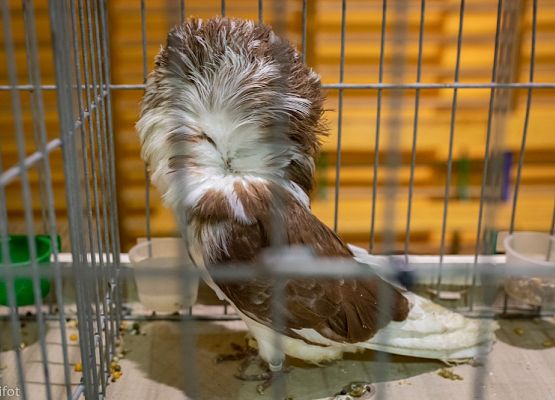 Grafika 72: III NOWOWIEJSKI POKAZ GOŁĘBII RASOWYCH I DROBIU RASOWEGO - FOTORELACJA WIFOT