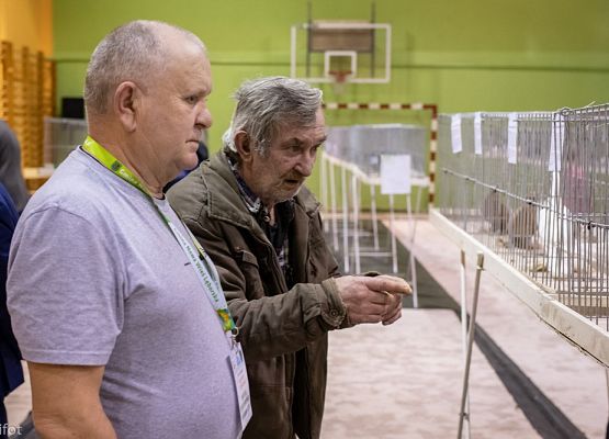 Grafika 71: III NOWOWIEJSKI POKAZ GOŁĘBII RASOWYCH I DROBIU RASOWEGO - FOTORELACJA WIFOT