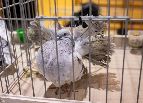 Grafika 73: III NOWOWIEJSKI POKAZ GOŁĘBII RASOWYCH I DROBIU RASOWEGO - FOTORELACJA WIFOT