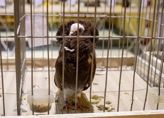 Grafika 76: III NOWOWIEJSKI POKAZ GOŁĘBII RASOWYCH I DROBIU RASOWEGO - FOTORELACJA WIFOT