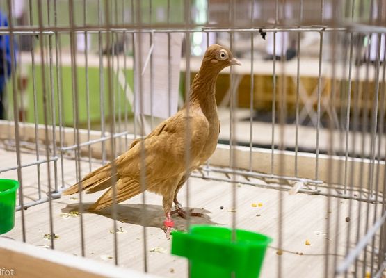 Grafika 78: III NOWOWIEJSKI POKAZ GOŁĘBII RASOWYCH I DROBIU RASOWEGO - FOTORELACJA WIFOT