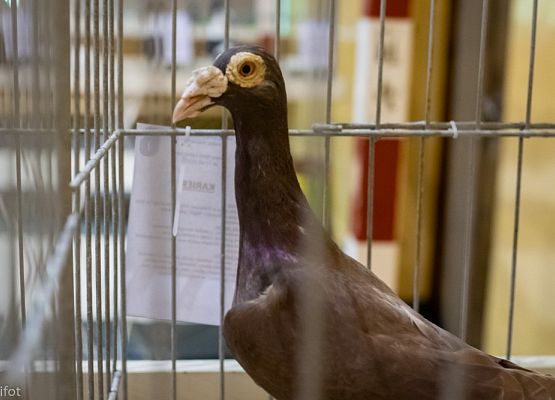 Grafika 79: III NOWOWIEJSKI POKAZ GOŁĘBII RASOWYCH I DROBIU RASOWEGO - FOTORELACJA WIFOT