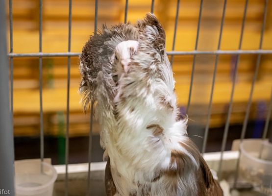 Grafika 80: III NOWOWIEJSKI POKAZ GOŁĘBII RASOWYCH I DROBIU RASOWEGO - FOTORELACJA WIFOT